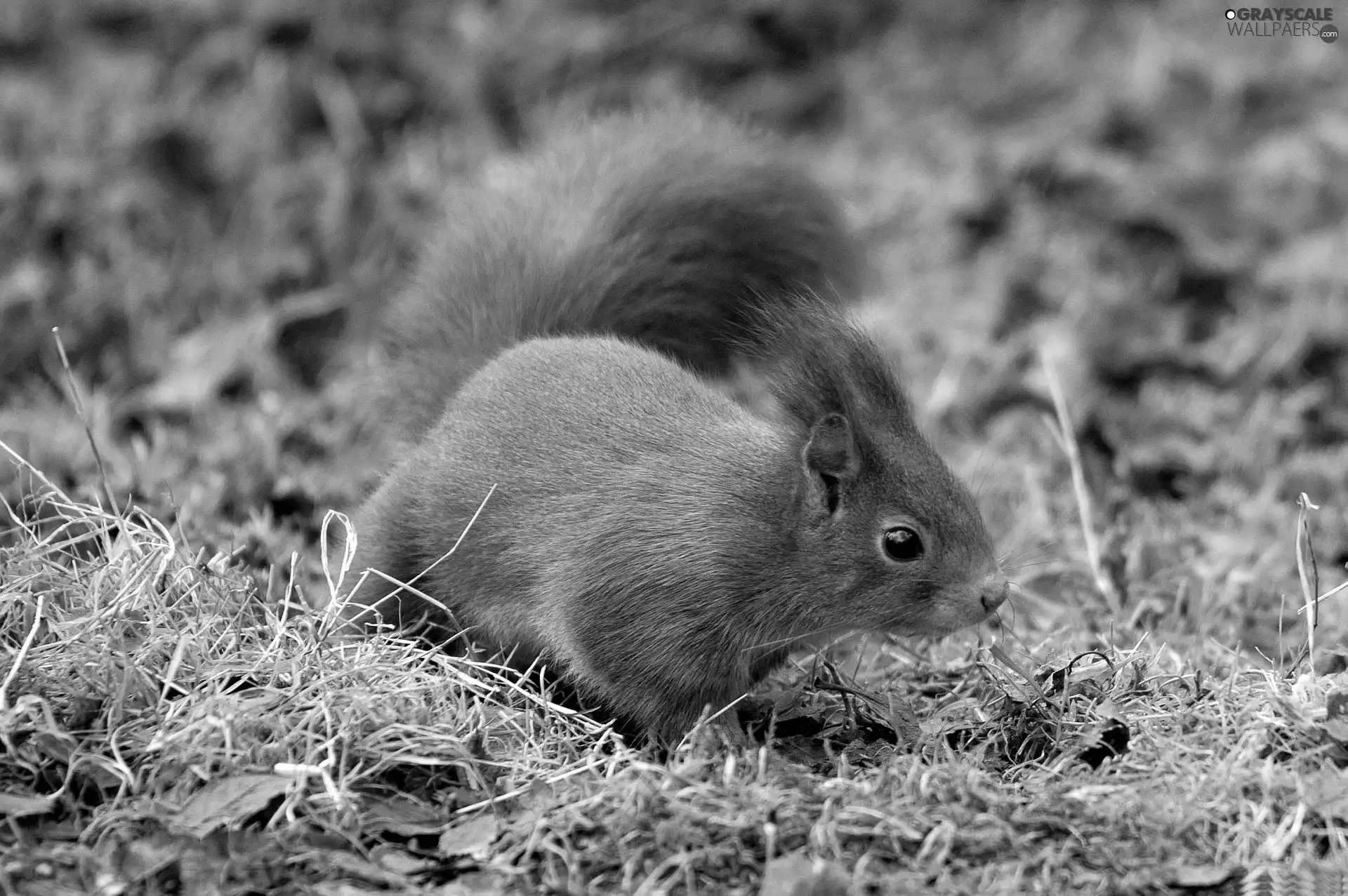 Ginger, squirrel