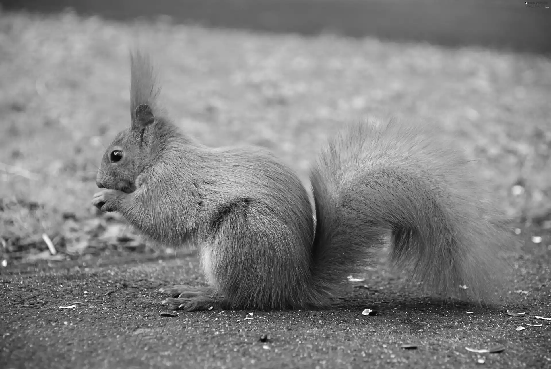 Ginger, squirrel