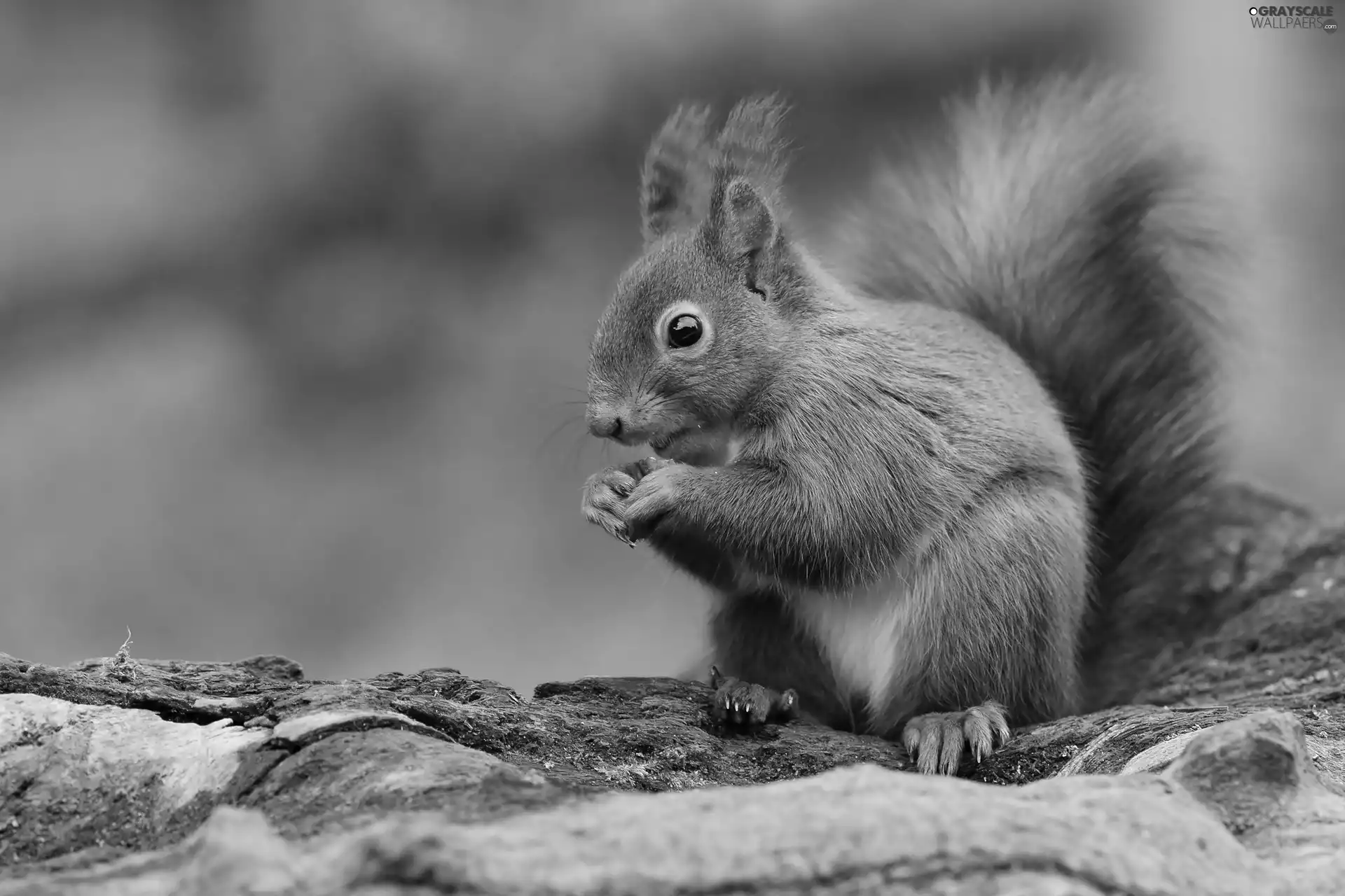 Ginger, squirrel