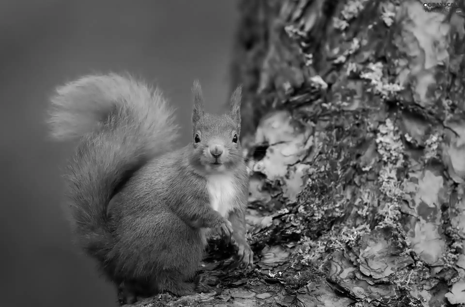 Ginger, squirrel