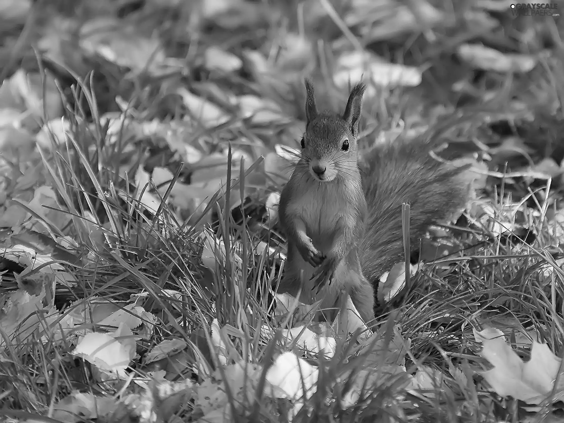 squirrel, grass, Leaf