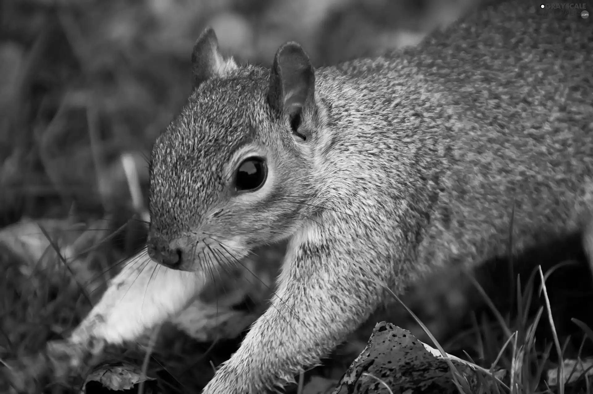 small, squirrel