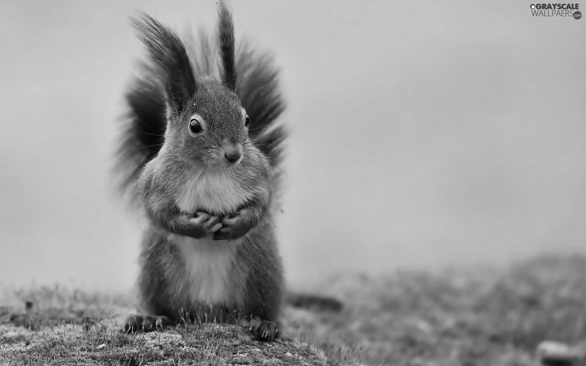 standing, squirrel