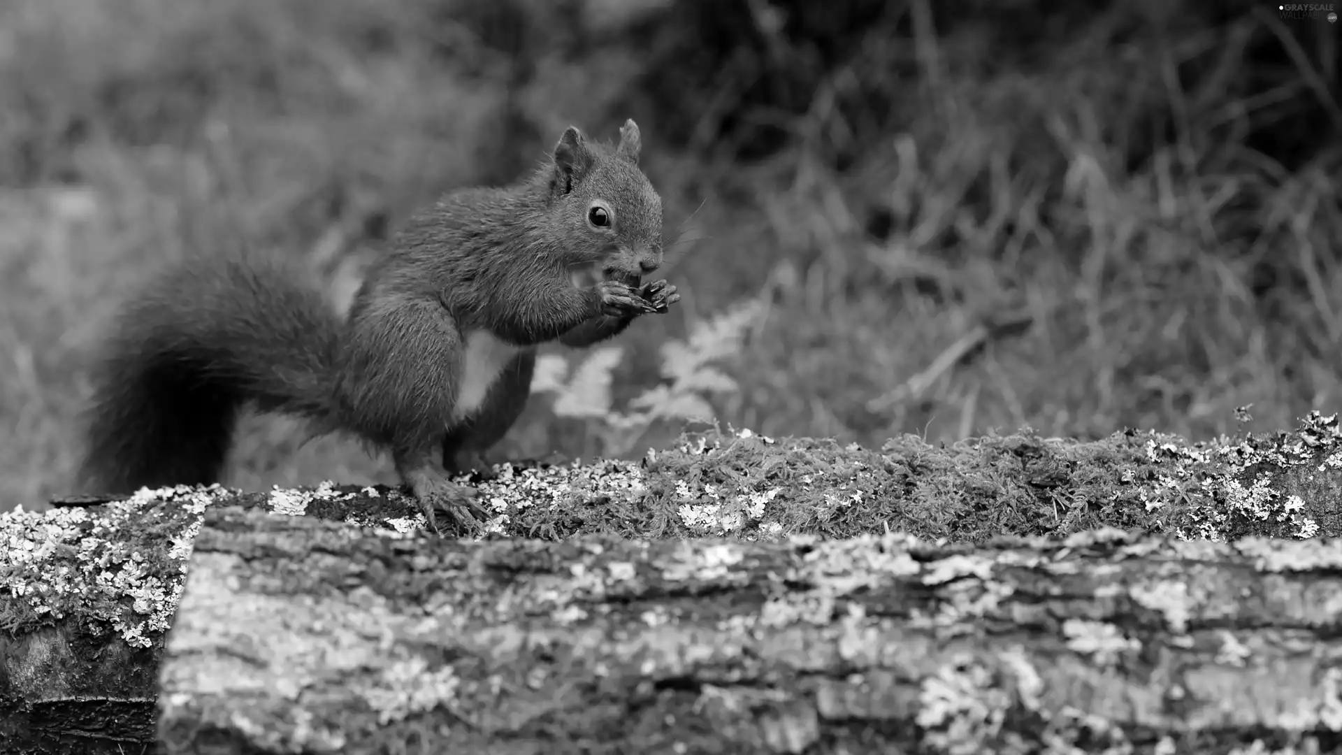 squirrel, mossy, trunk