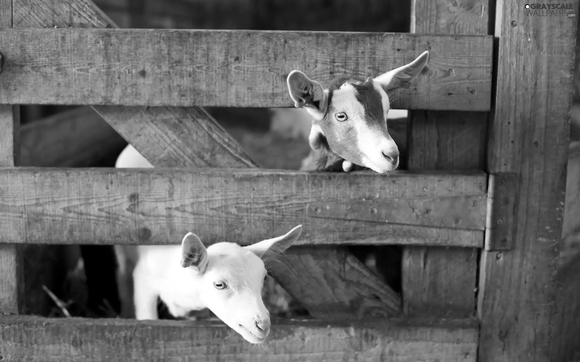 Goats, Stable