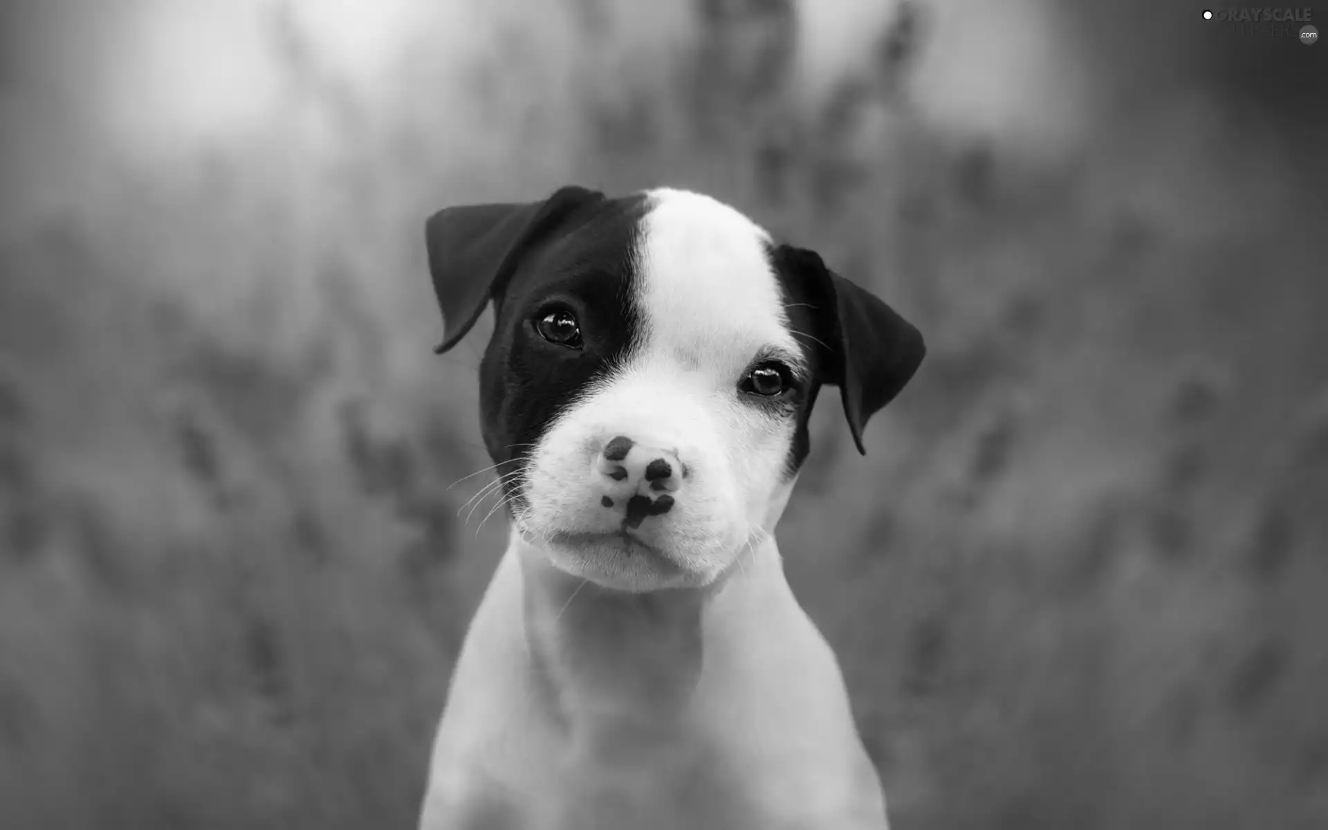 dog, Puppy, Staffordshire Bull Terrier, honeyed