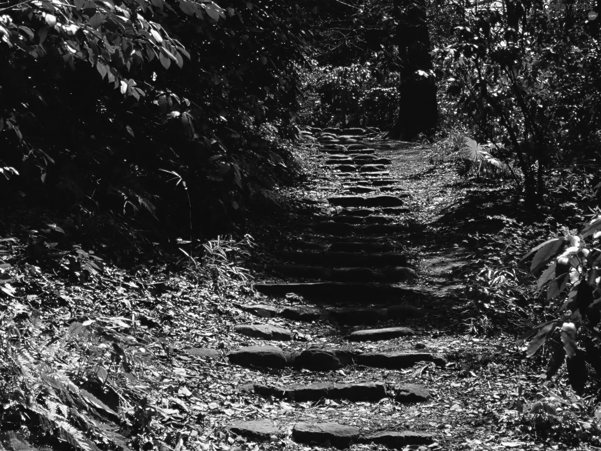 forest, Stone, Stairs, Path