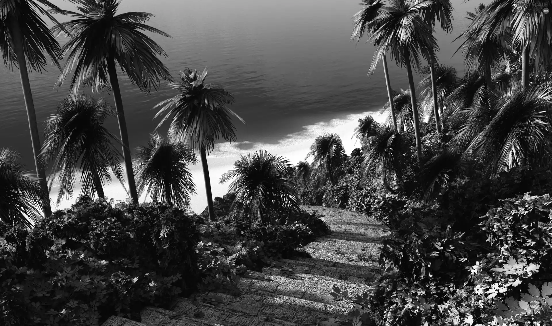 sea, Palms, Stairs, green ones