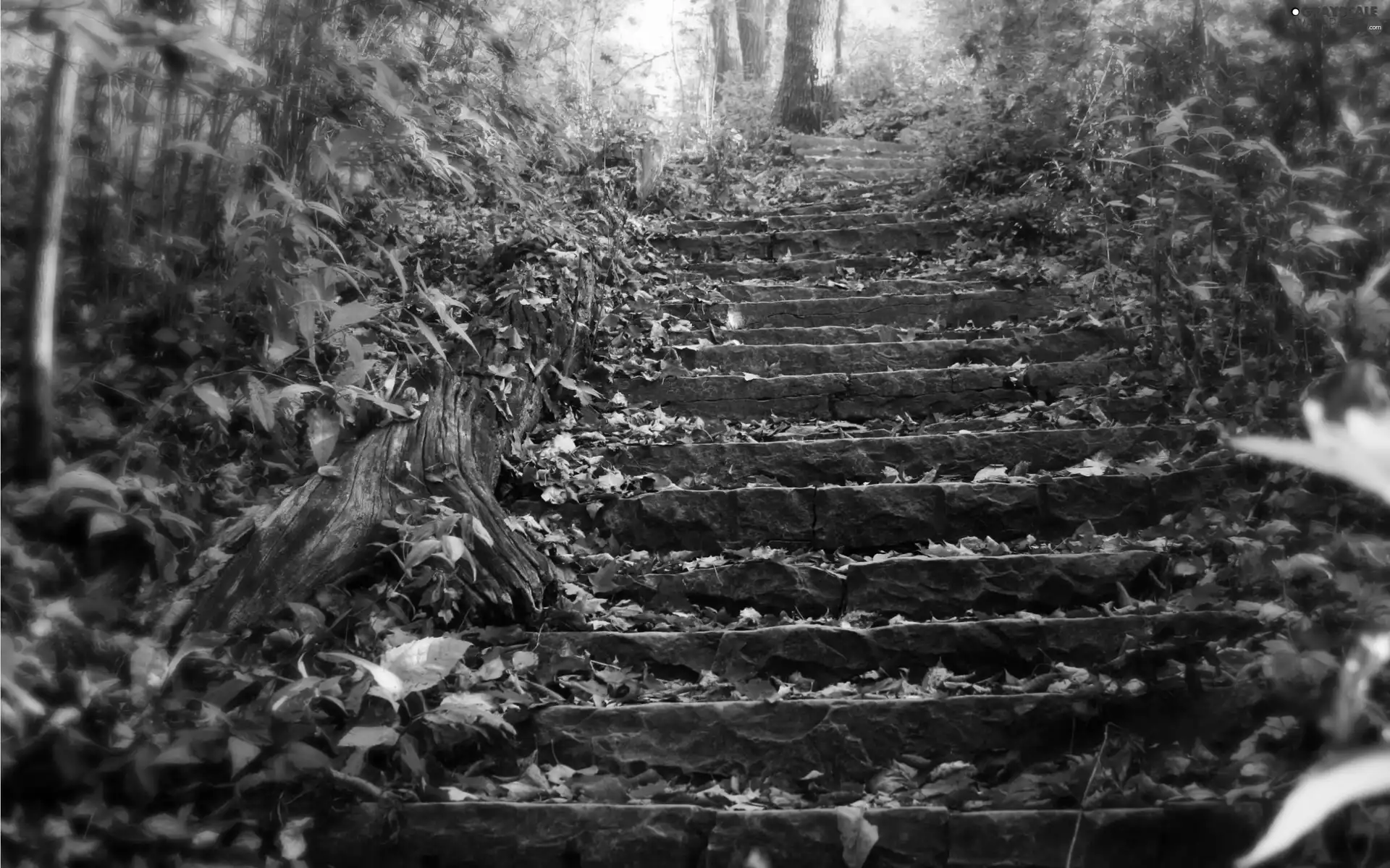 Stairs, autumn, Leaf