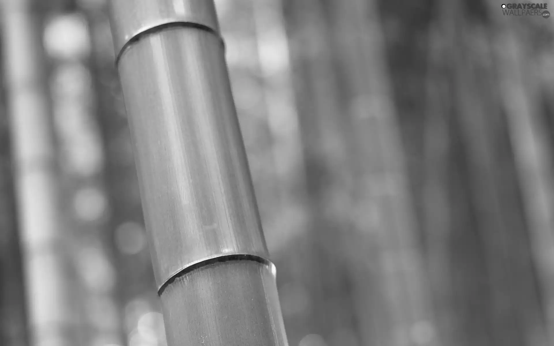 bamboo, stalk