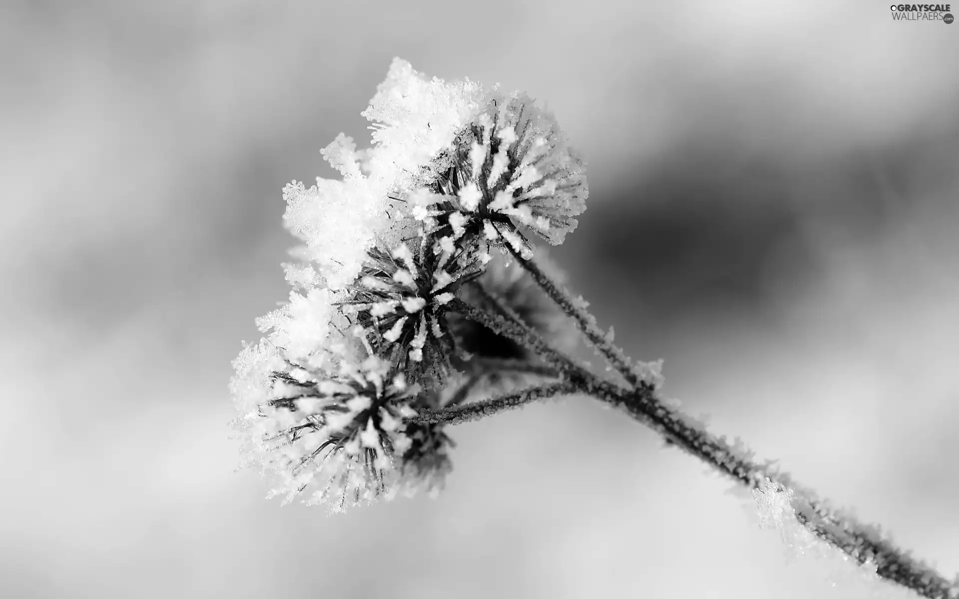 Frozen, inflorescence, stalk, Colourfull Flowers