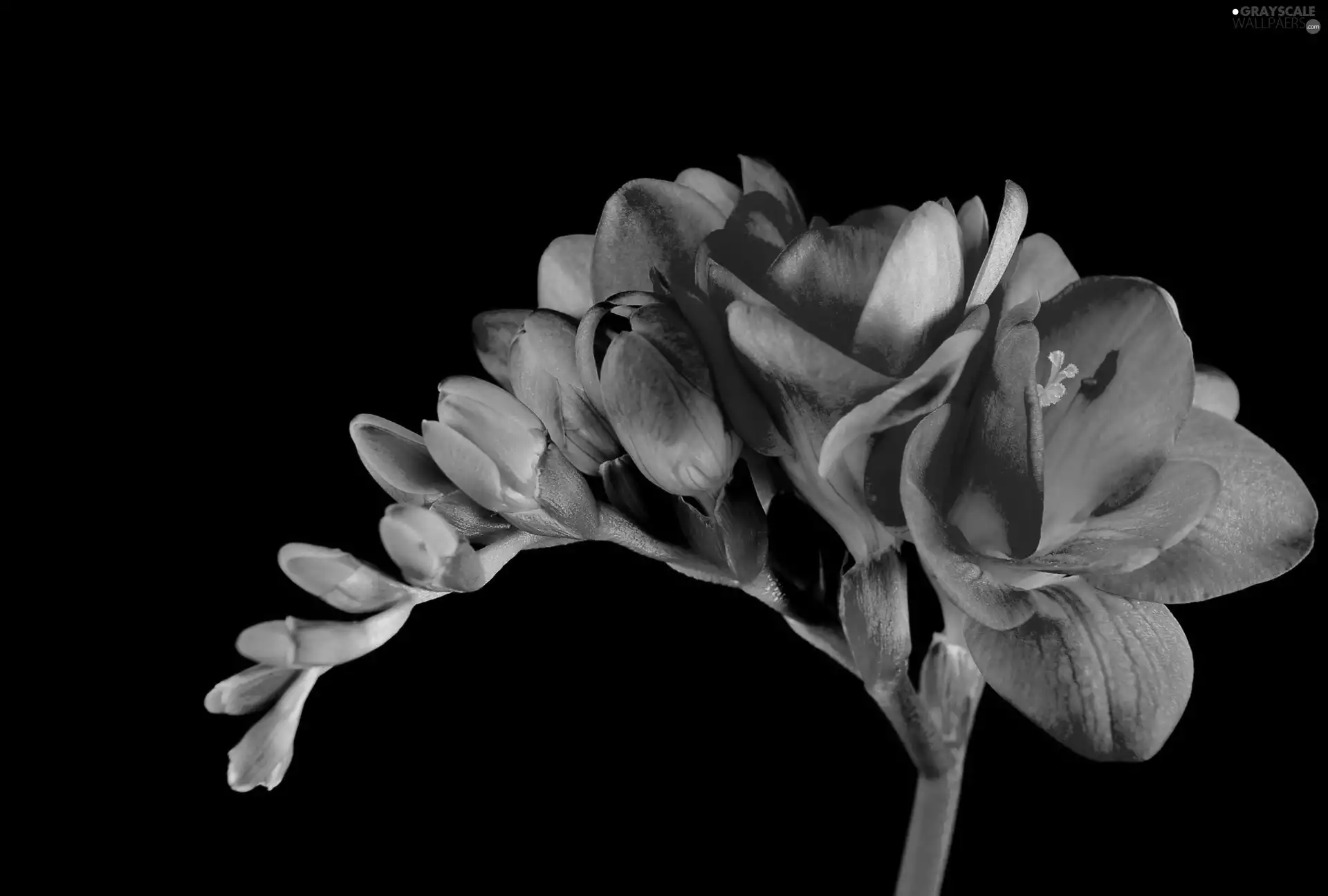 Colourfull Flowers, freesia, stalk