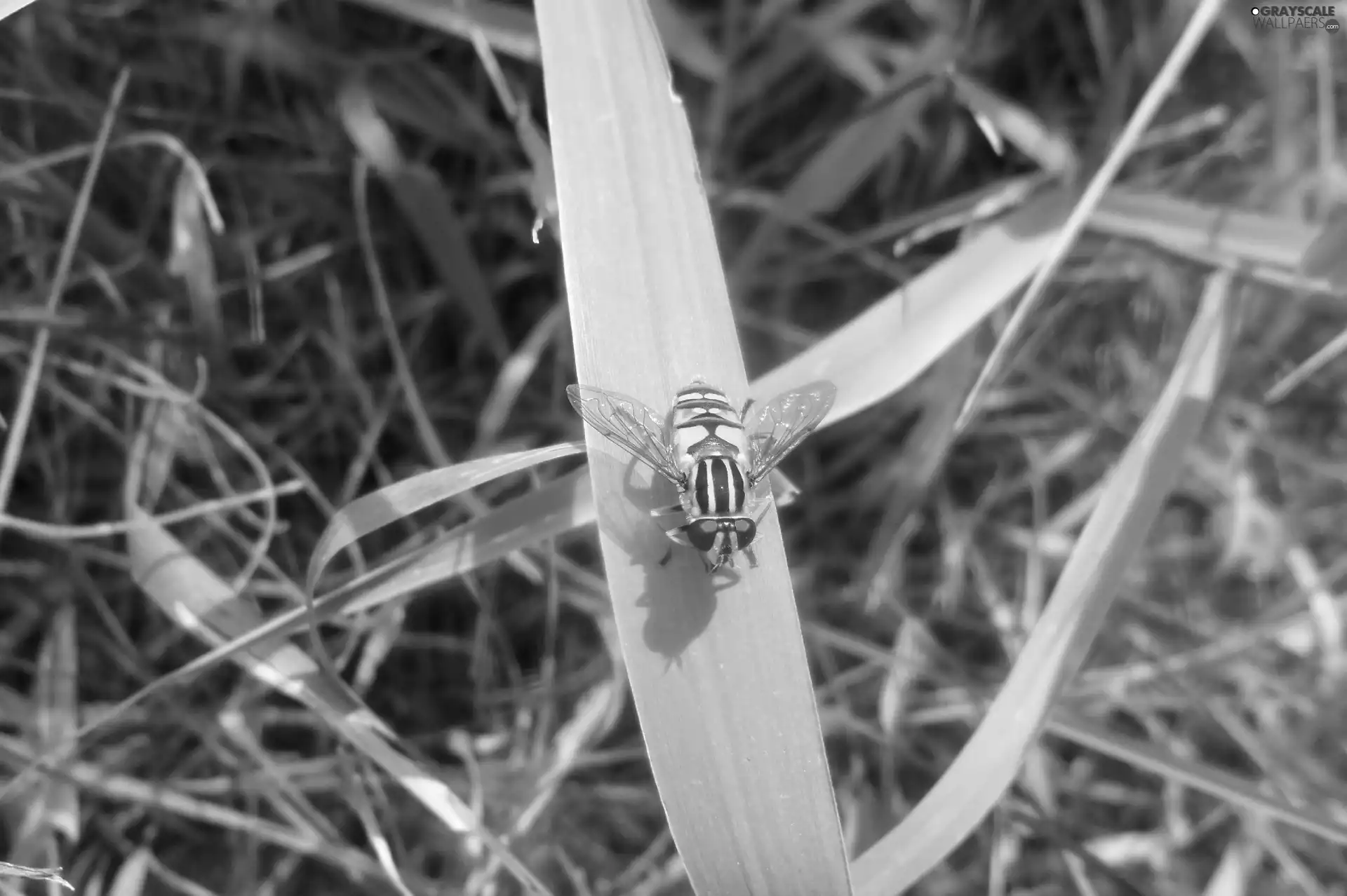 stalk, grass, fly, an, Coloured