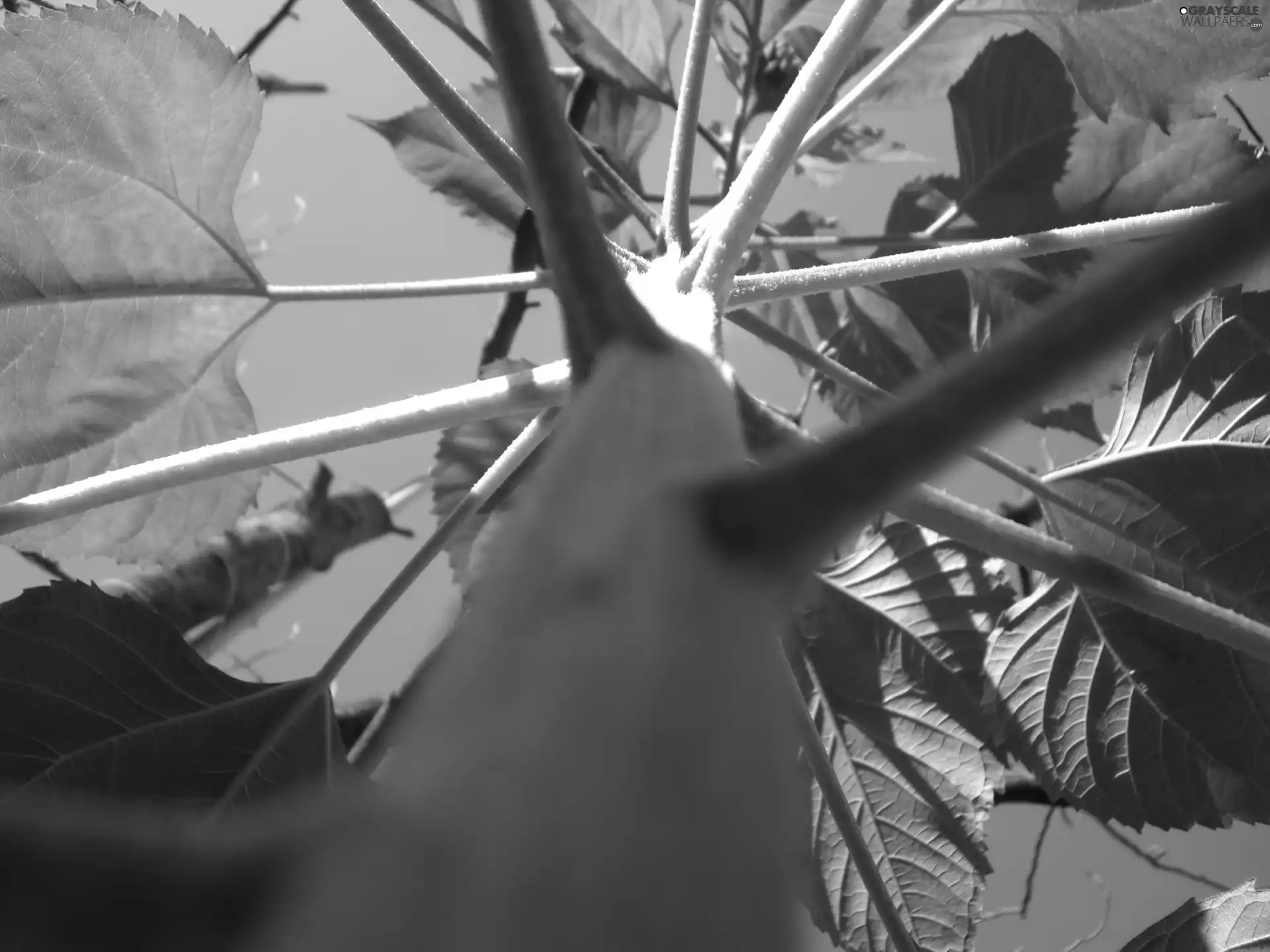stalk, Sunflower, Leaf