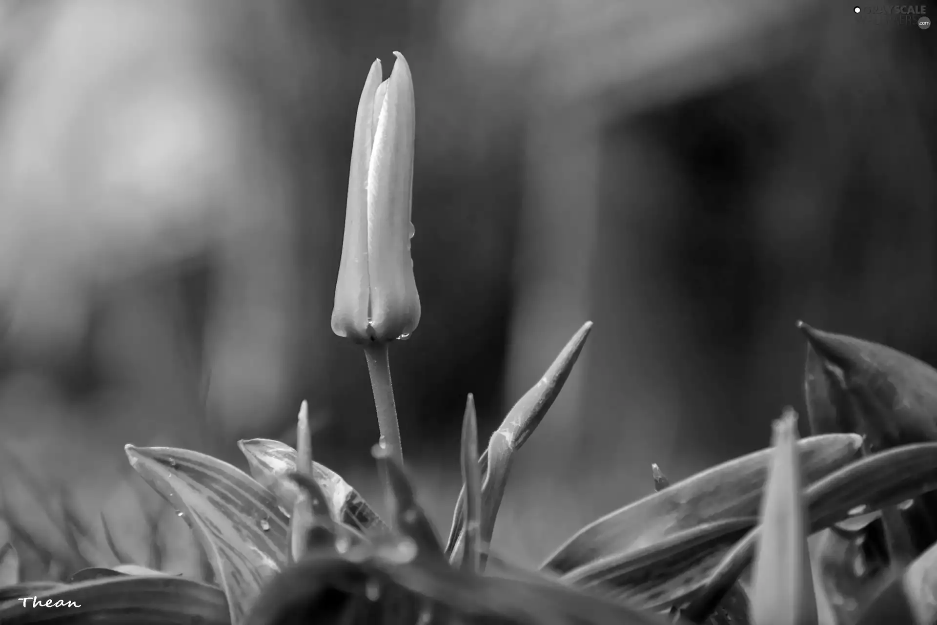 tulip, stalk