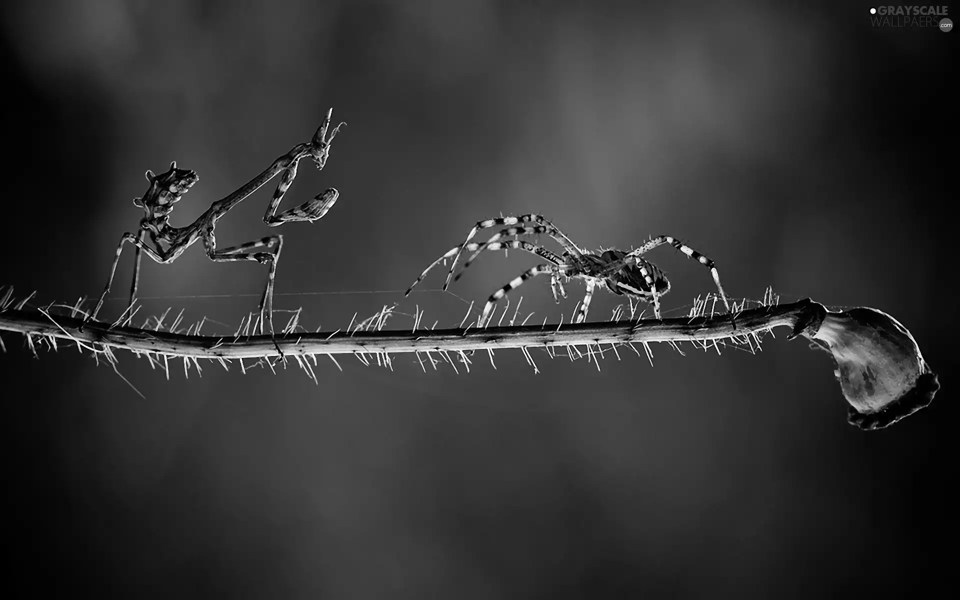 stalk, red weed, double, Spider, mantis