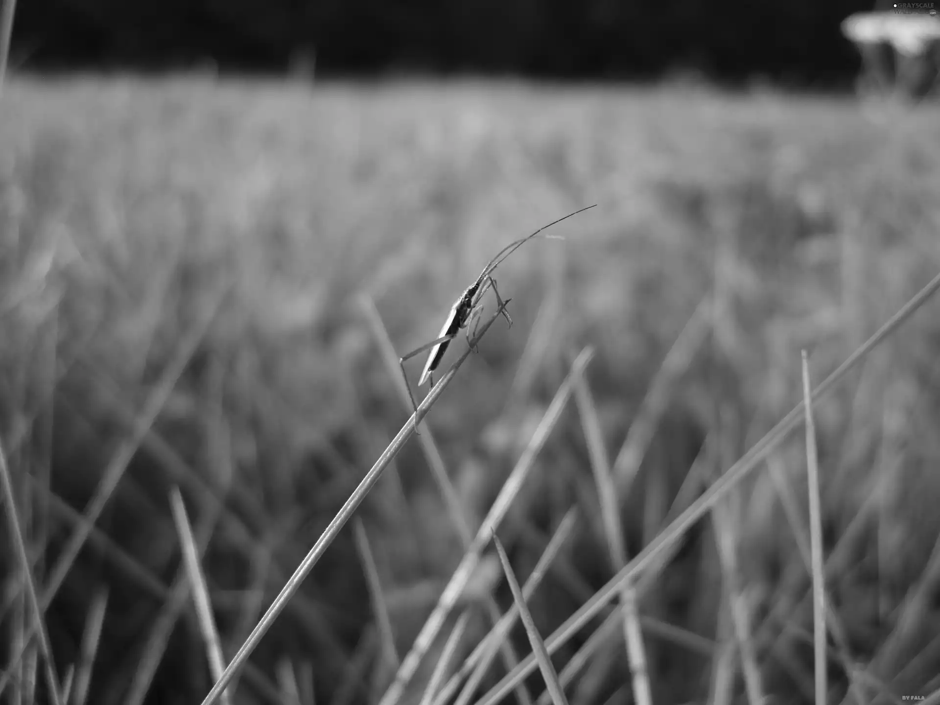 worm, summer, stalk, Meadow