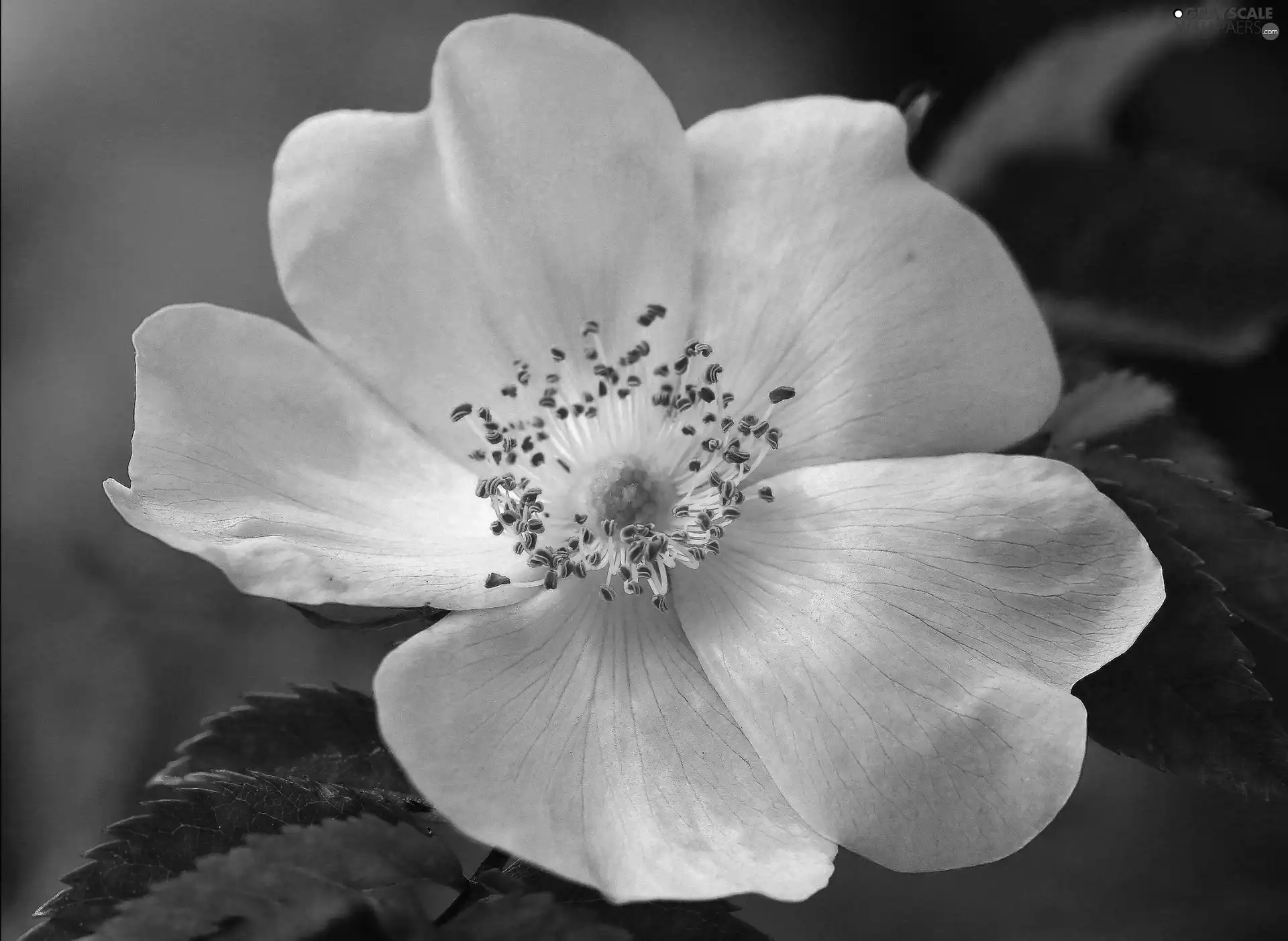 White, flakes, Stamens, Flower