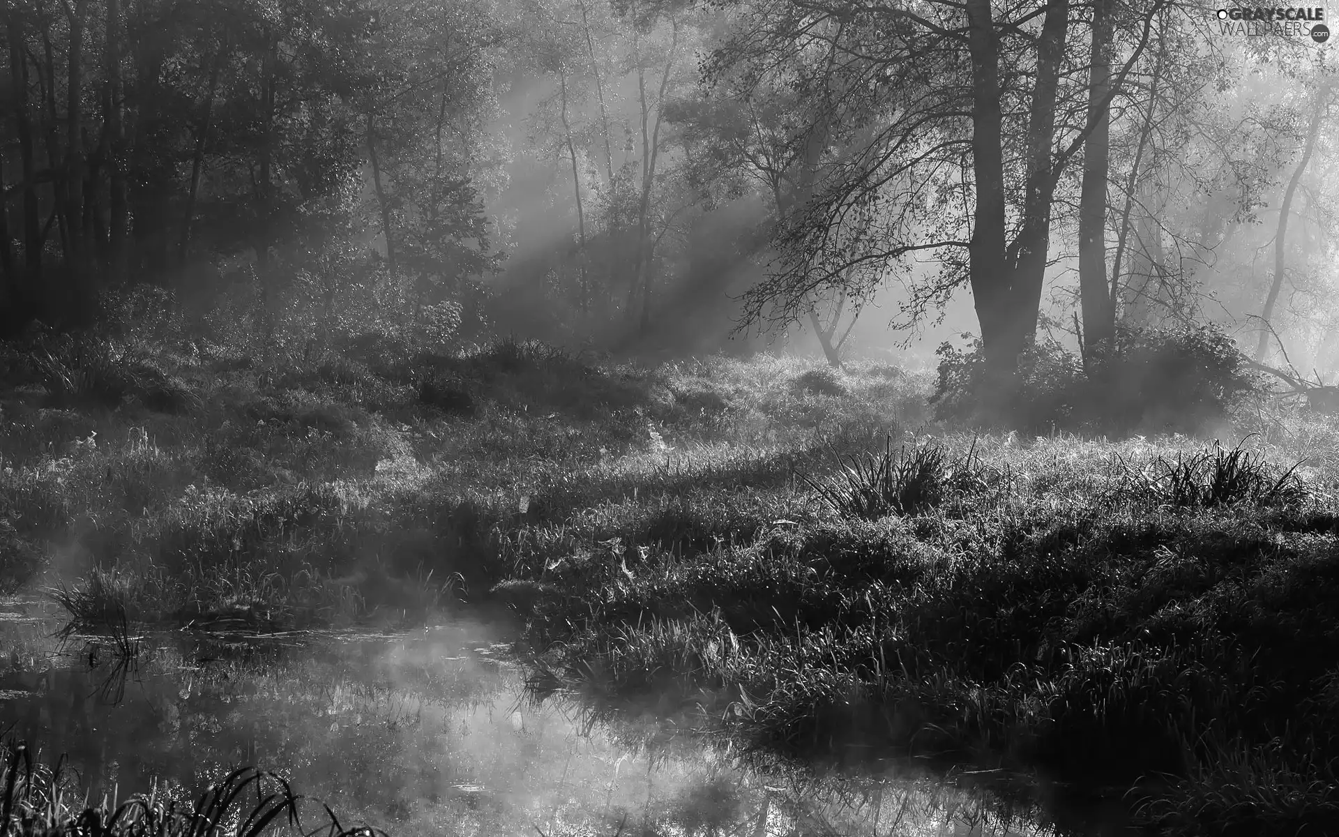 trees, forest, viewes, grass, Fog, light breaking through sky, standing, water, bog