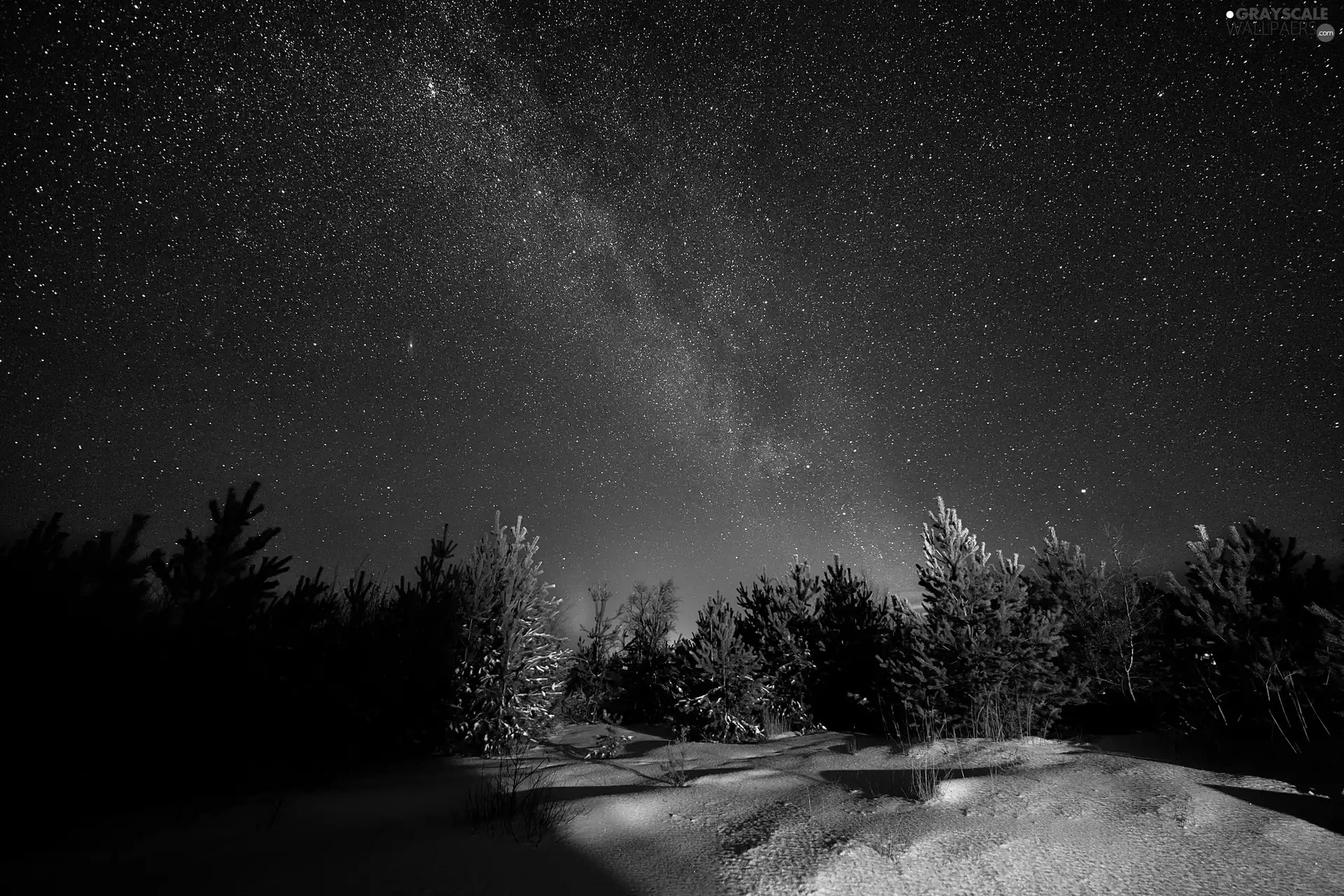 winter, Night, star, forest