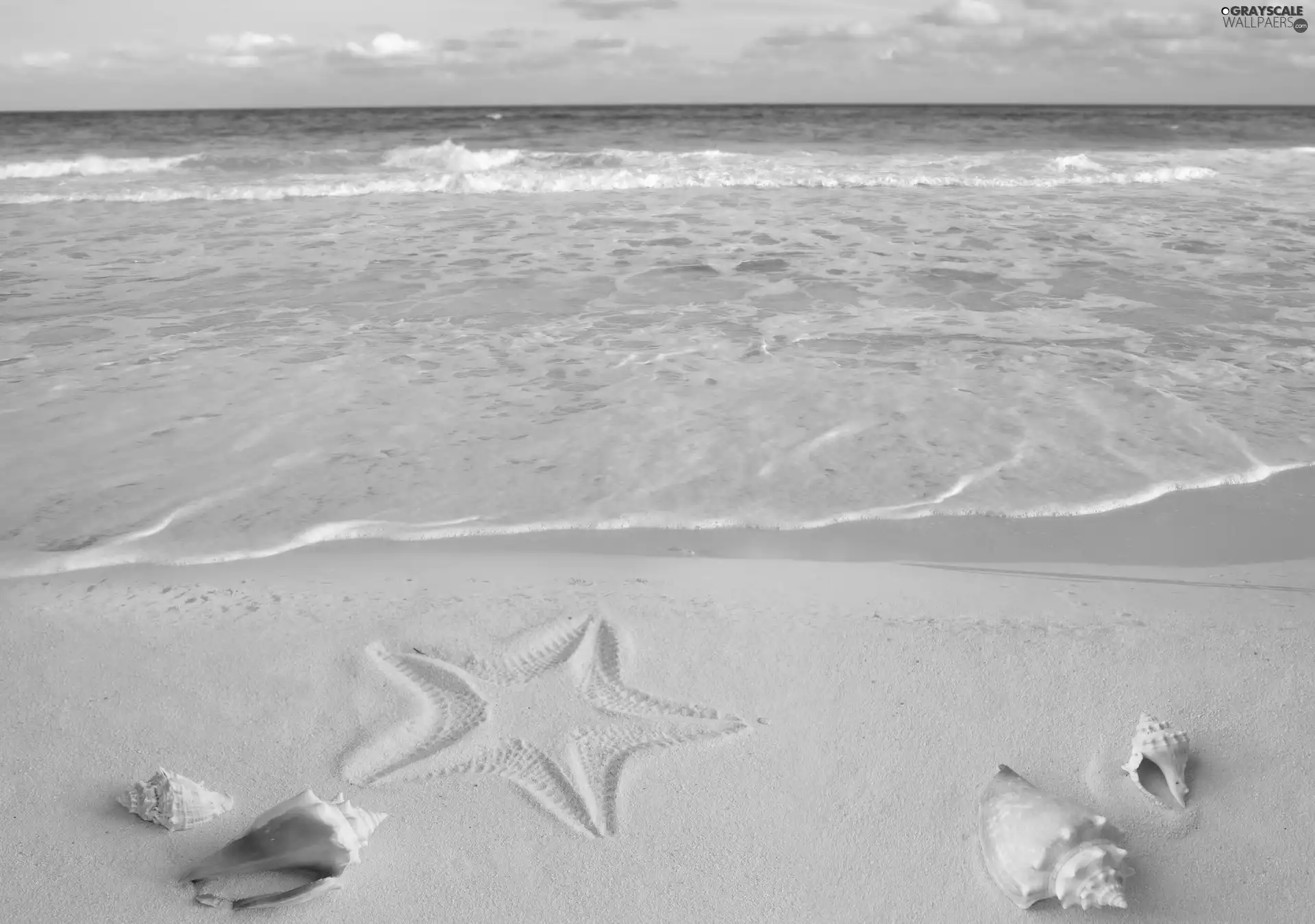 Beaches, Shells, starfish, Sand