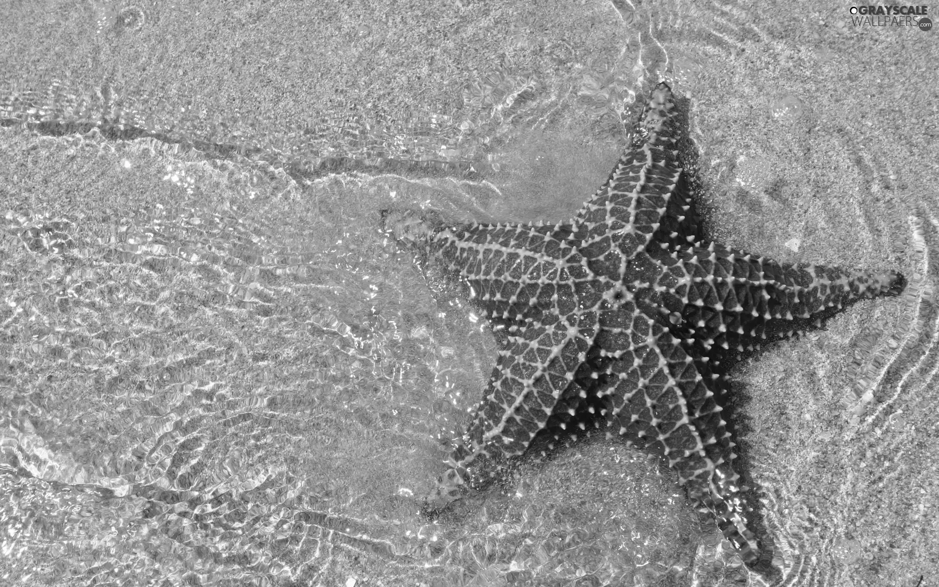 starfish, water, Sand