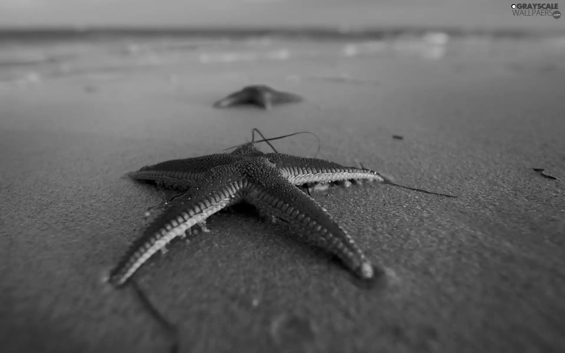 sea, Sand, starfish, Beaches