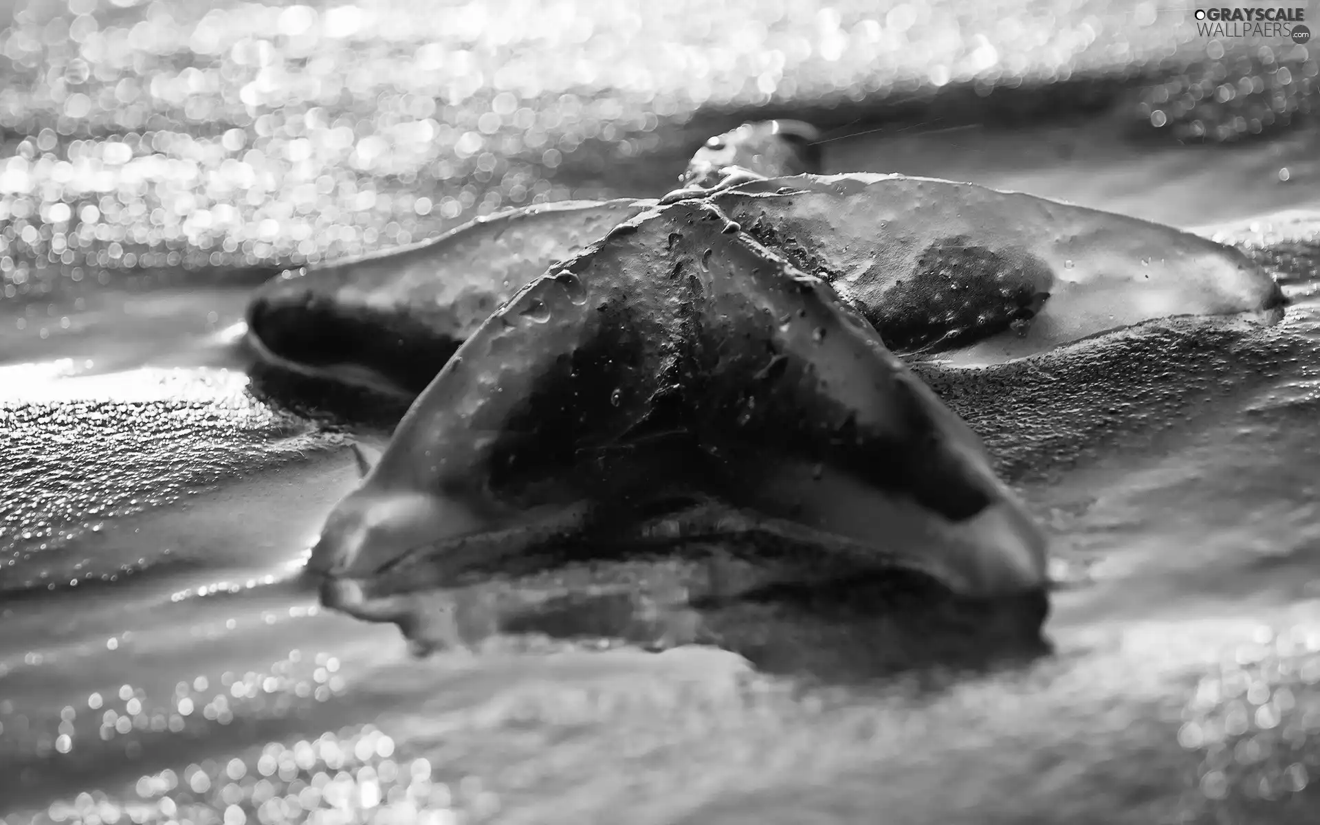 sea, starfish