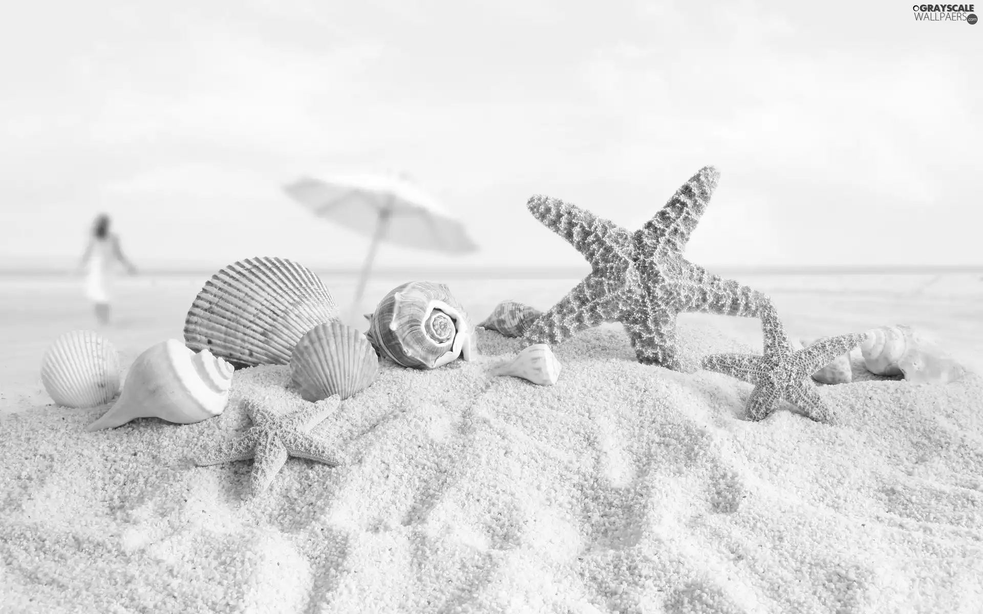 starfish, Beaches, Shells