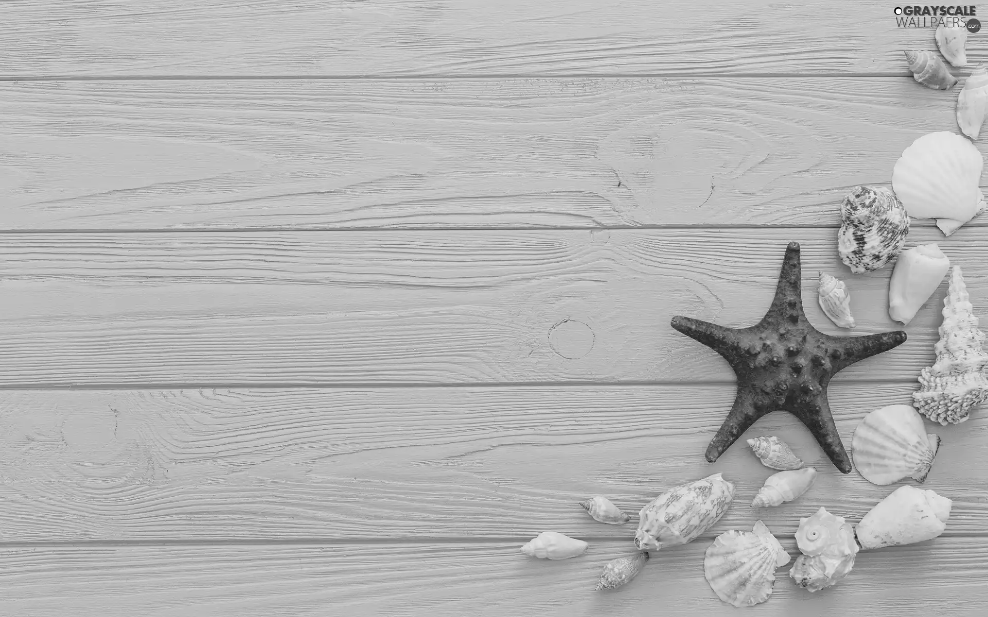 Shells, Blue, boarding, starfish