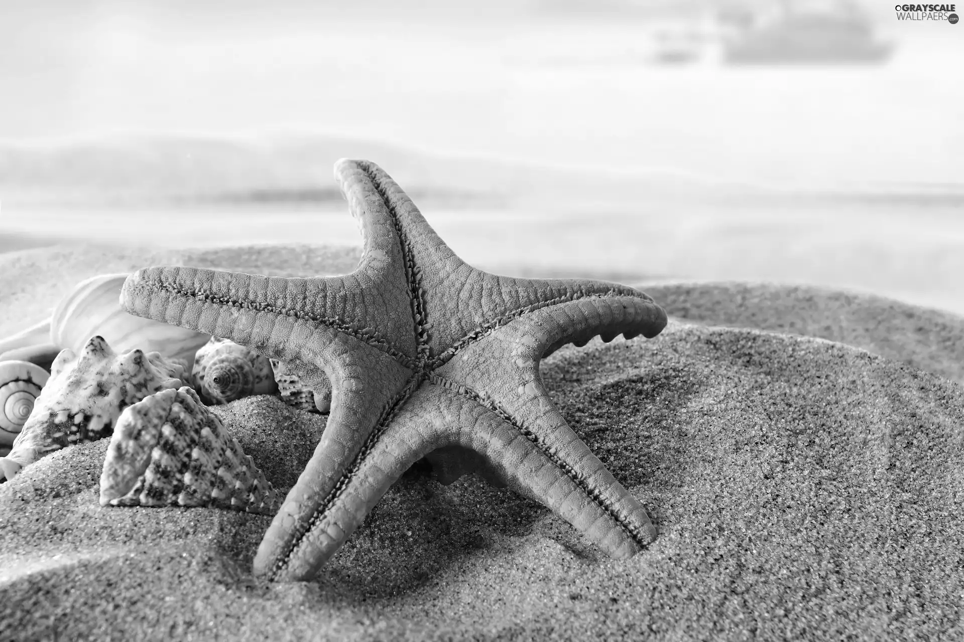 starfish, Sand, Shells