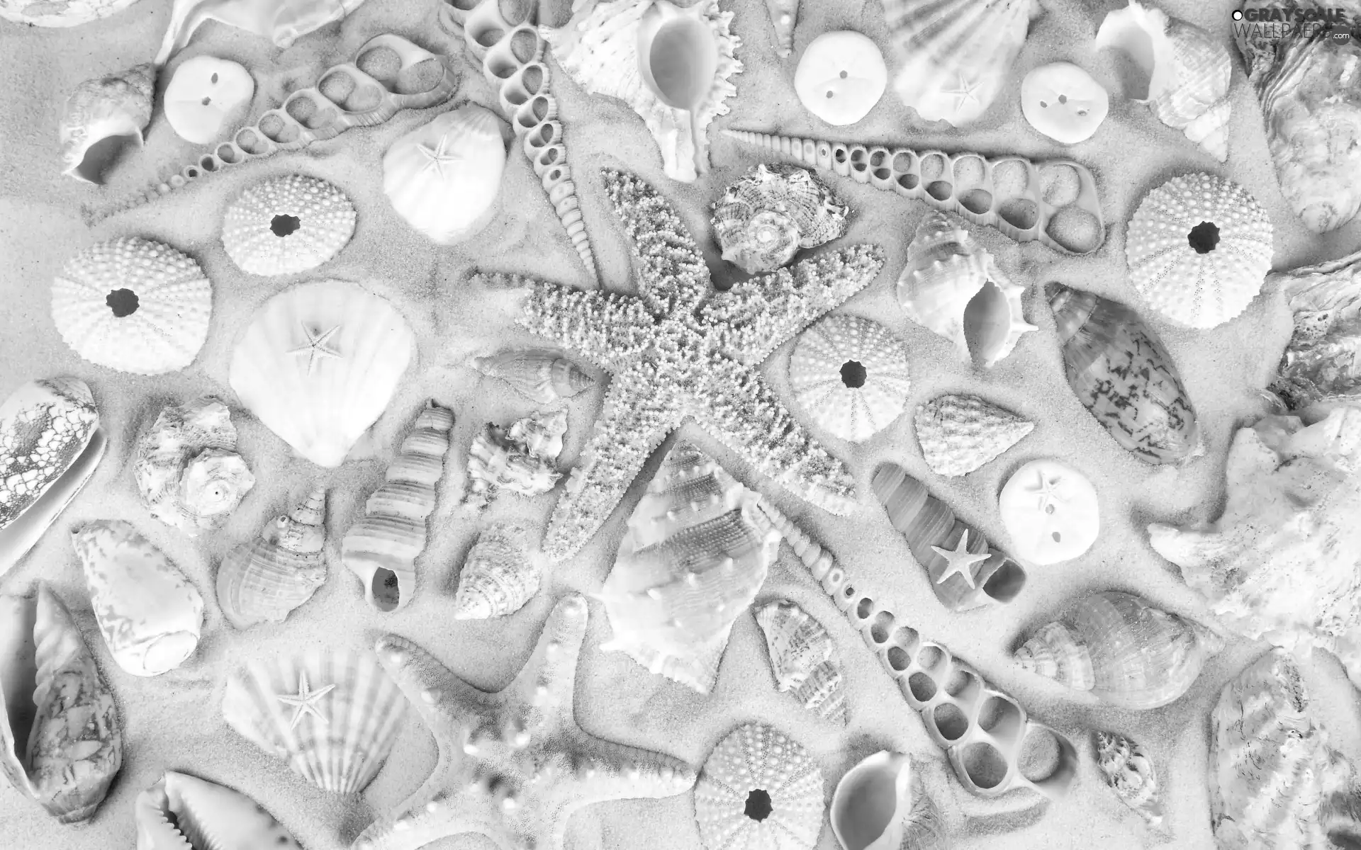 starfish, Sand, Shells