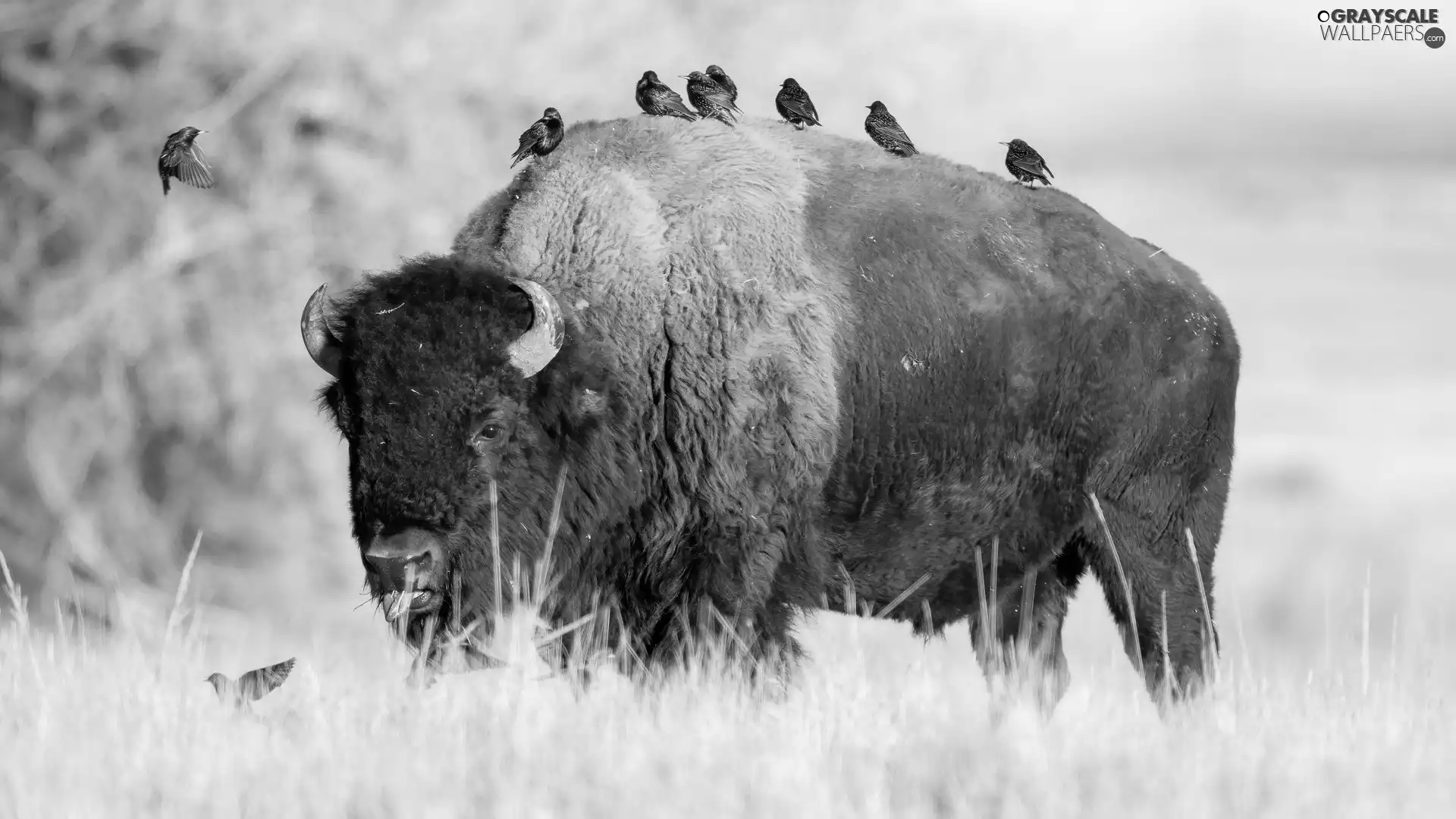 starlings, Bison, birds