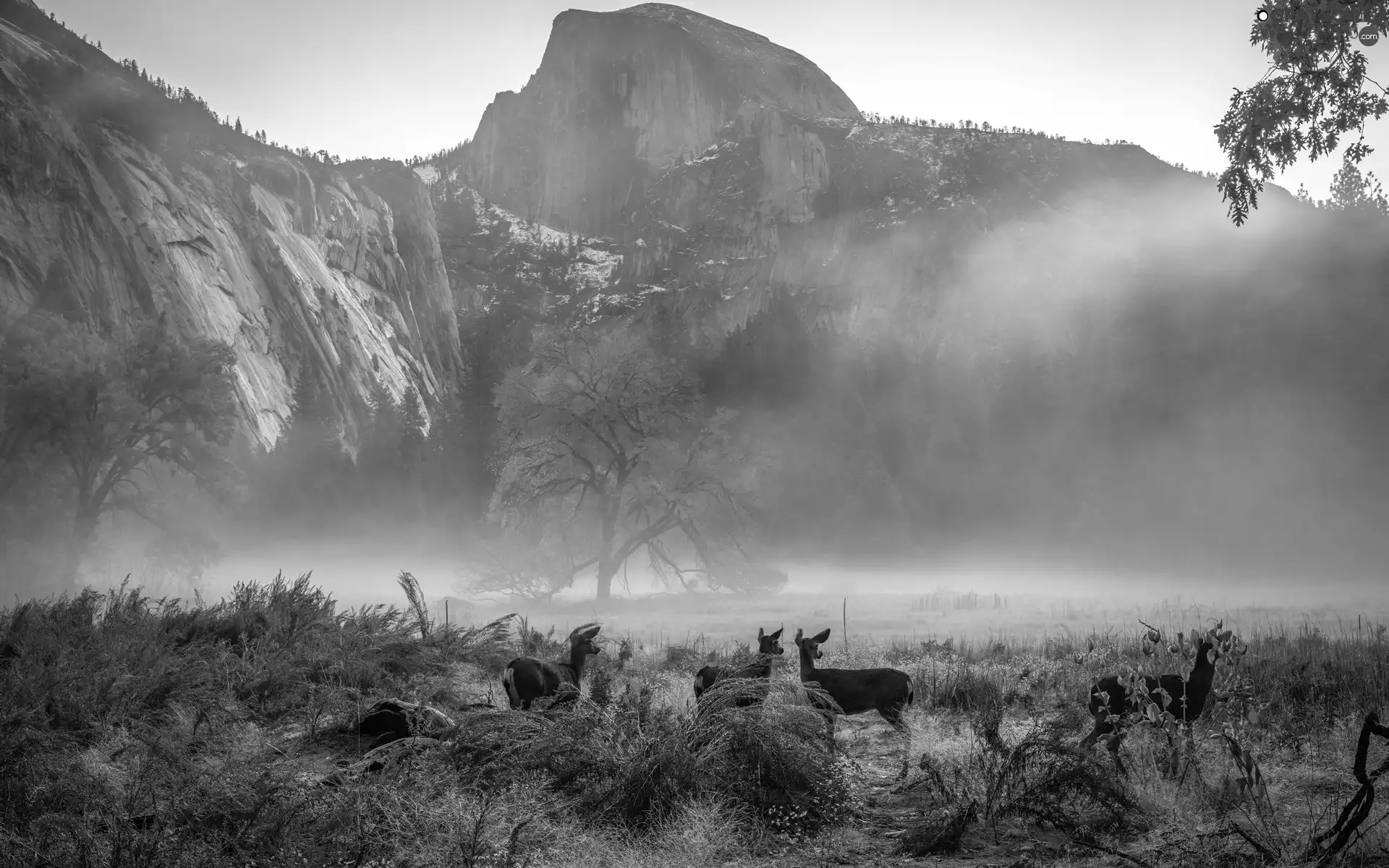 California, The United States, Yosemite National Park, deer, trees, viewes, autumn, Fog, Mountains