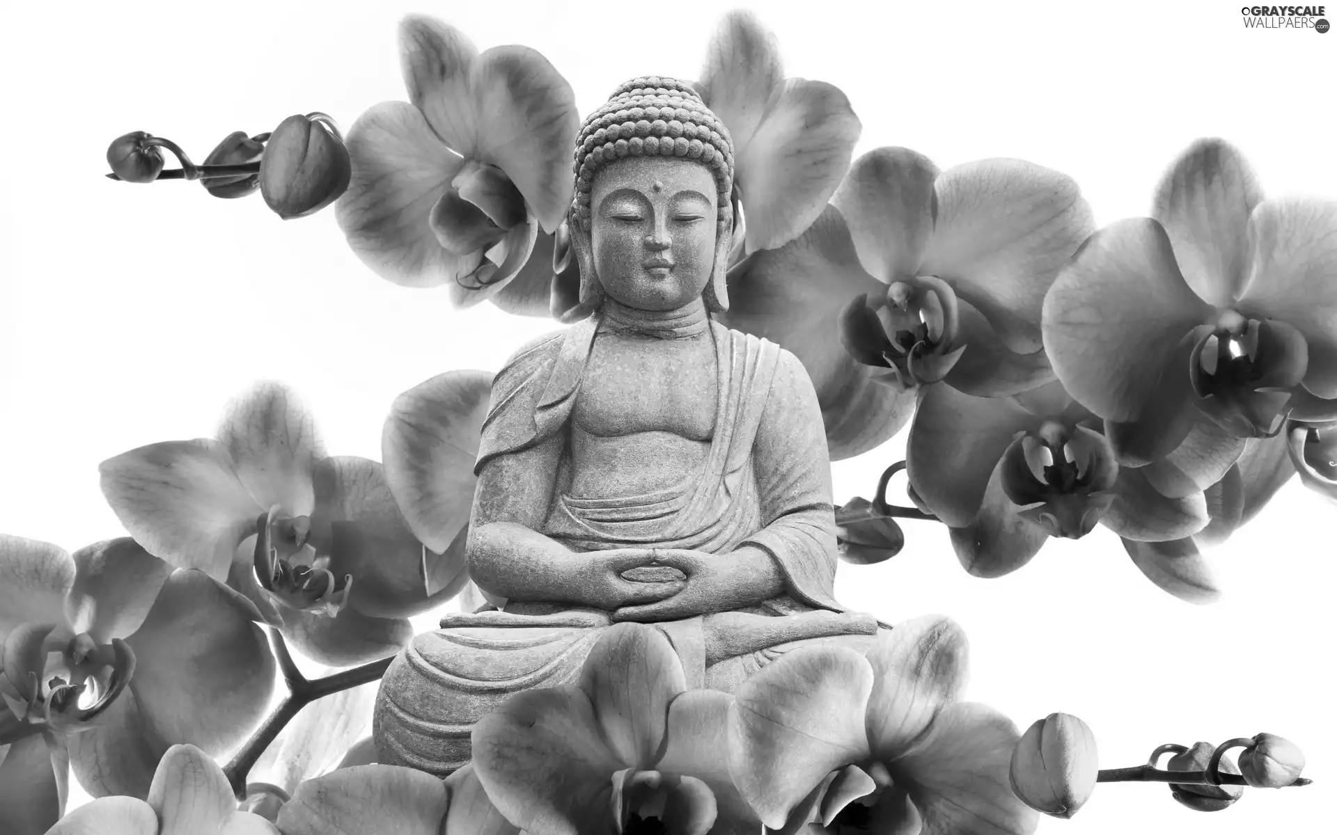 blue, orchids, Statue of Buddha, Flowers