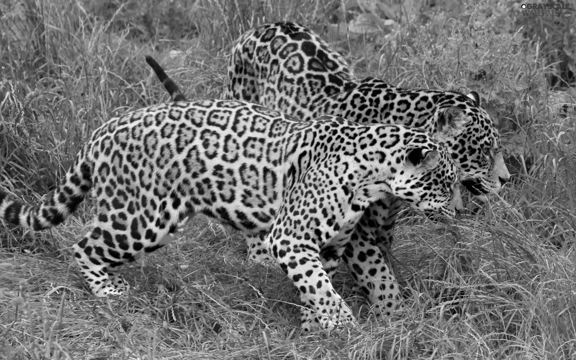 young, Jaguars