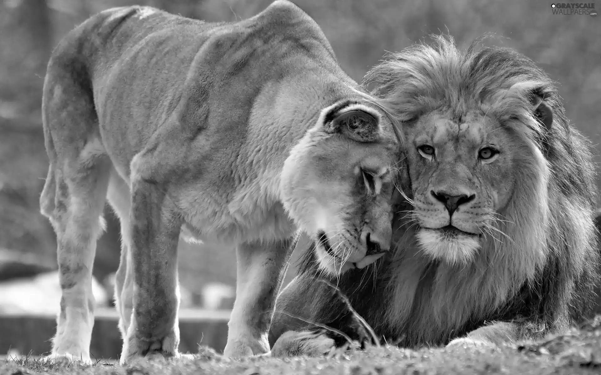 lions, Steam