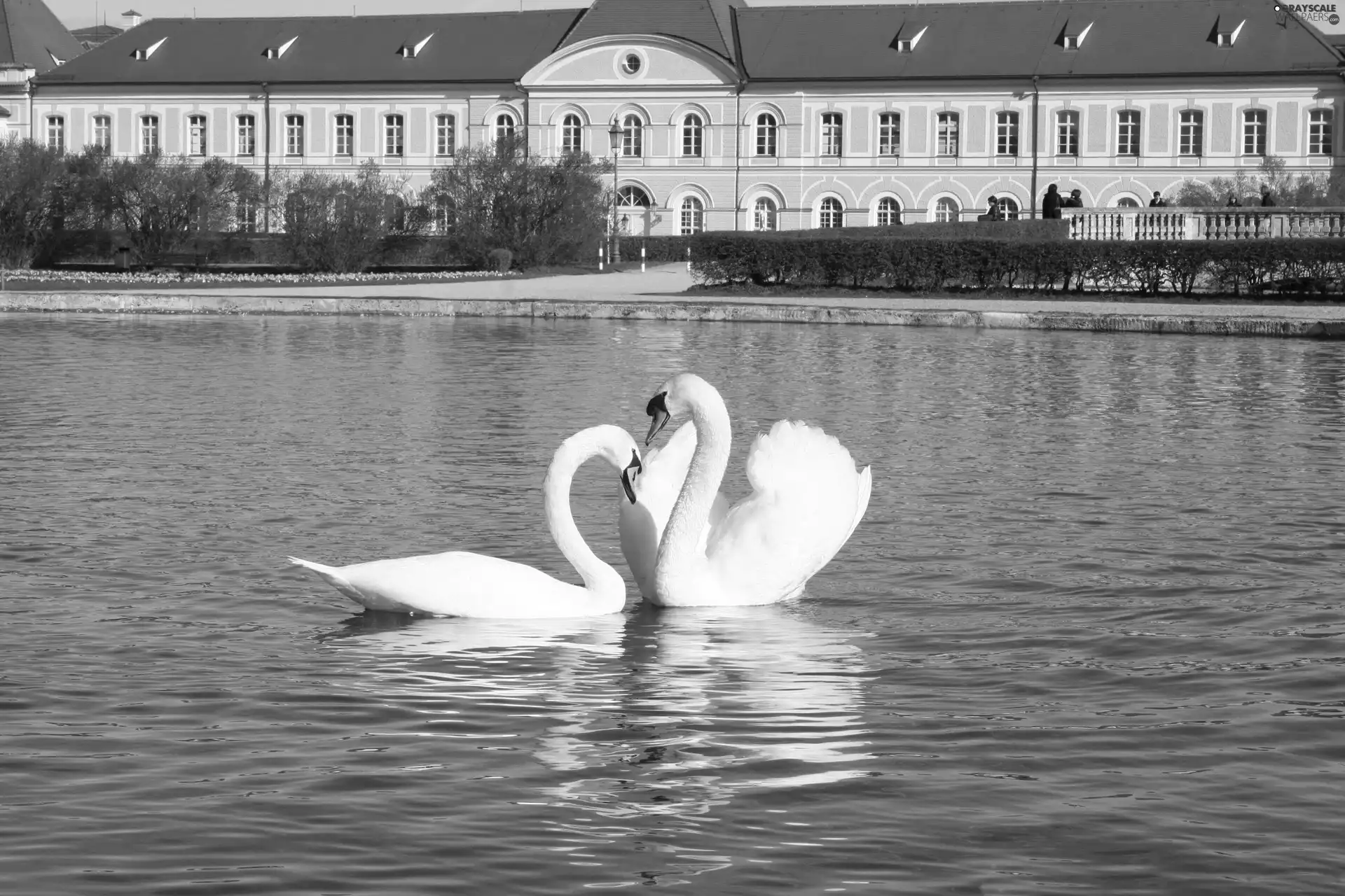 swanlike, Pond - car, Steam