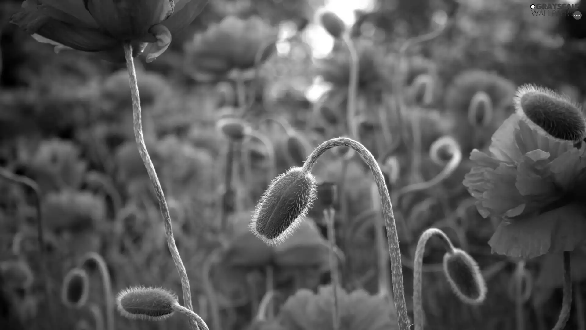 stems, papavers, Buds