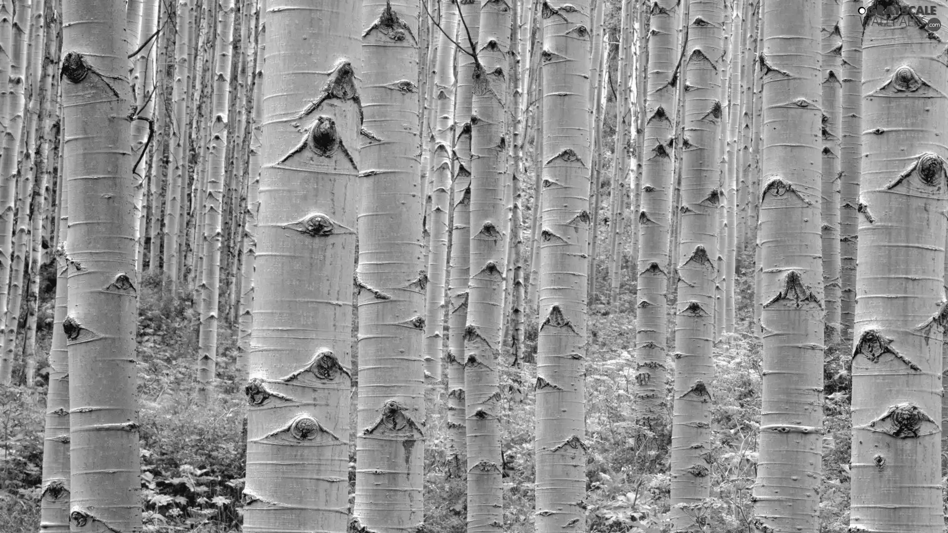 forest, viewes, Stems, trees