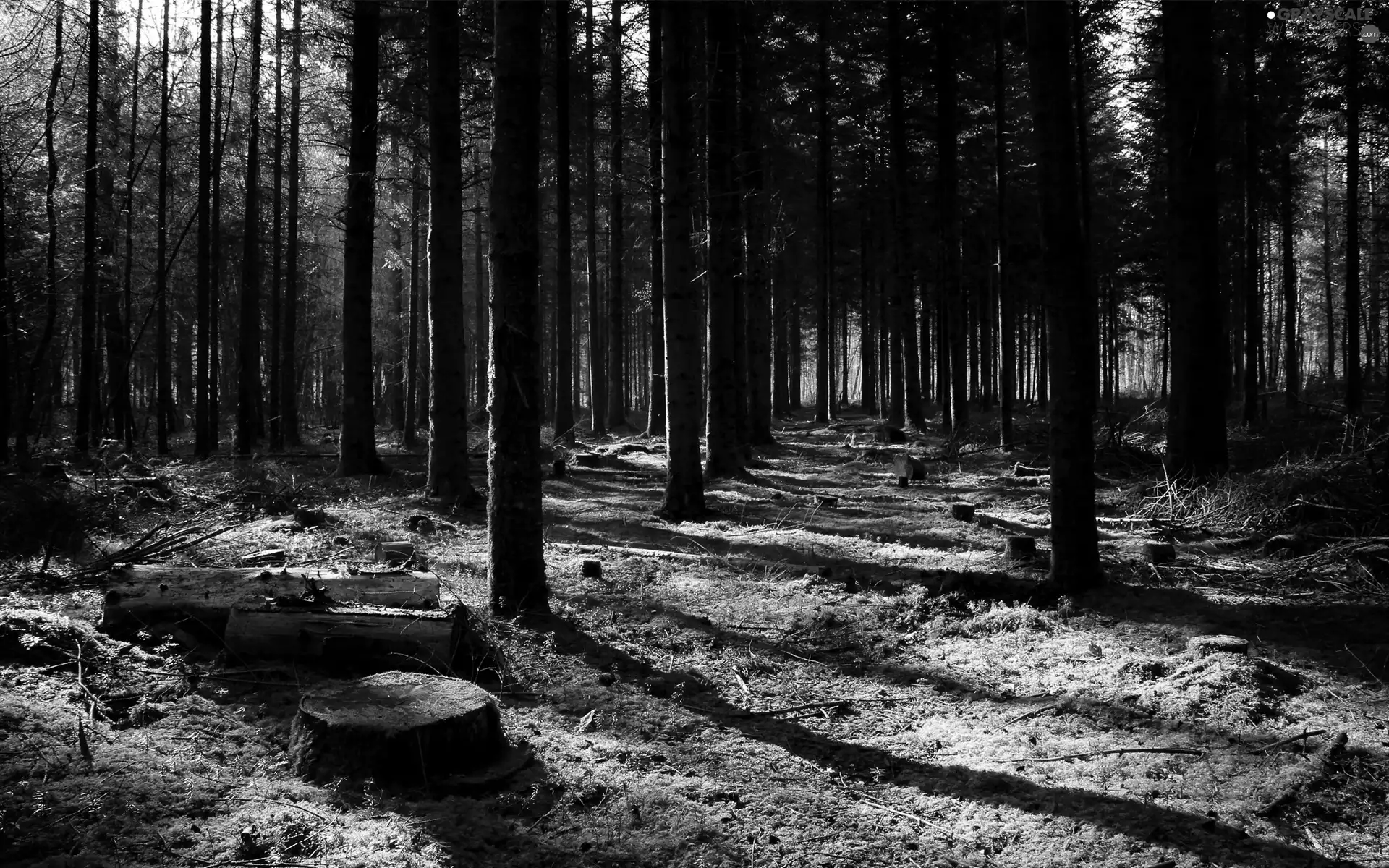 forest, viewes, Stems, trees