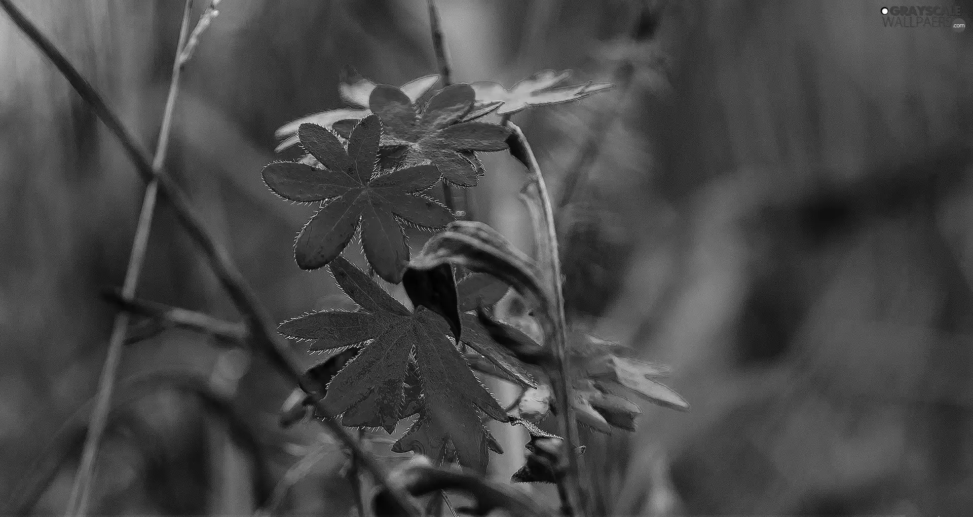 stems, Red, Leaf