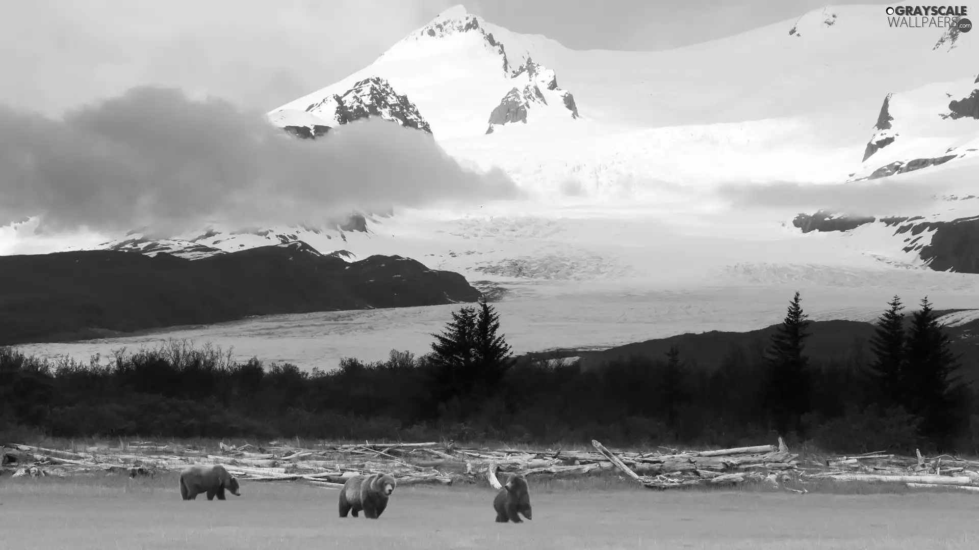 Mountains, dry, Stems, bears