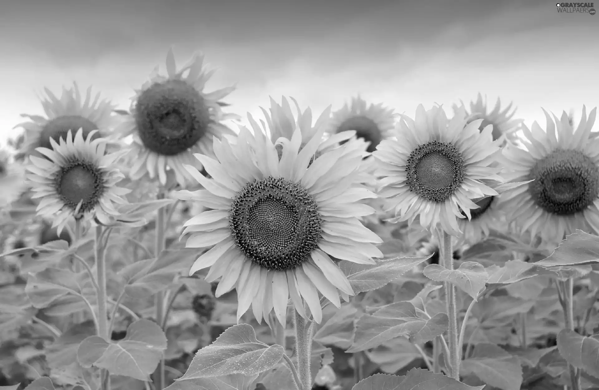 Sky, Nice sunflowers, stems
