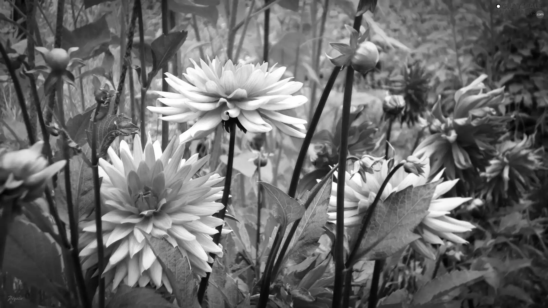 stems, dahlias, Pink