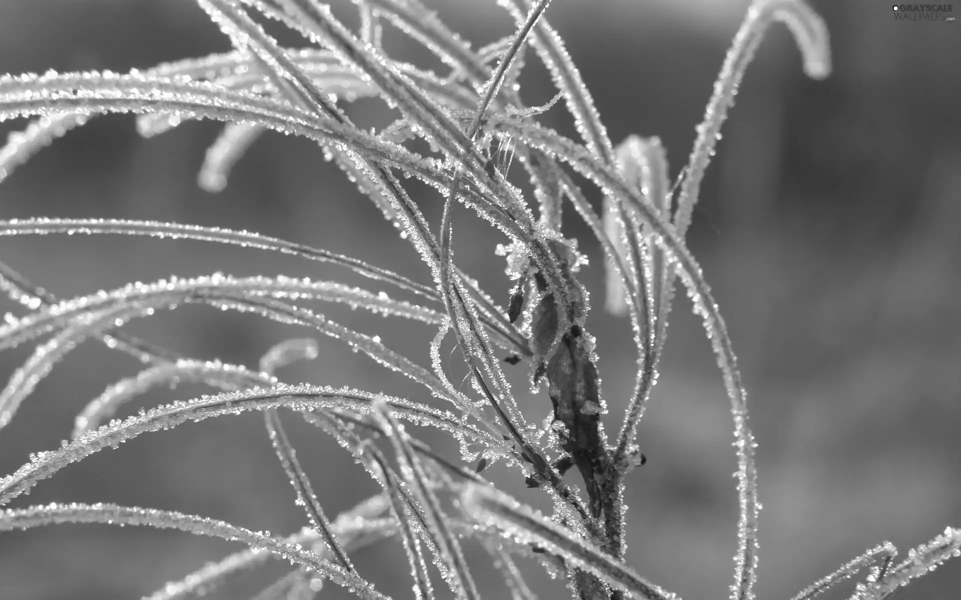 stems, frozen, plant