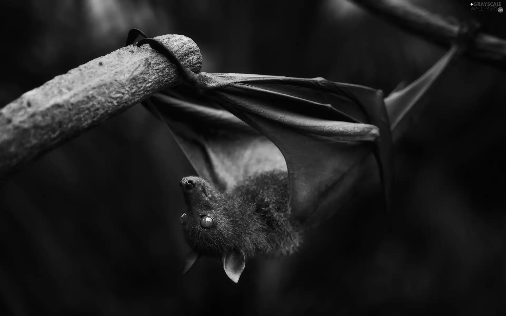 bat, stick