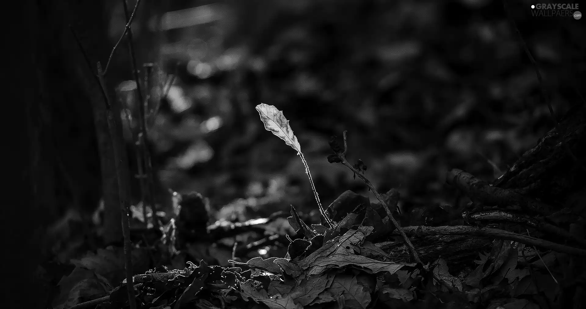 stick, Yellow, leaf