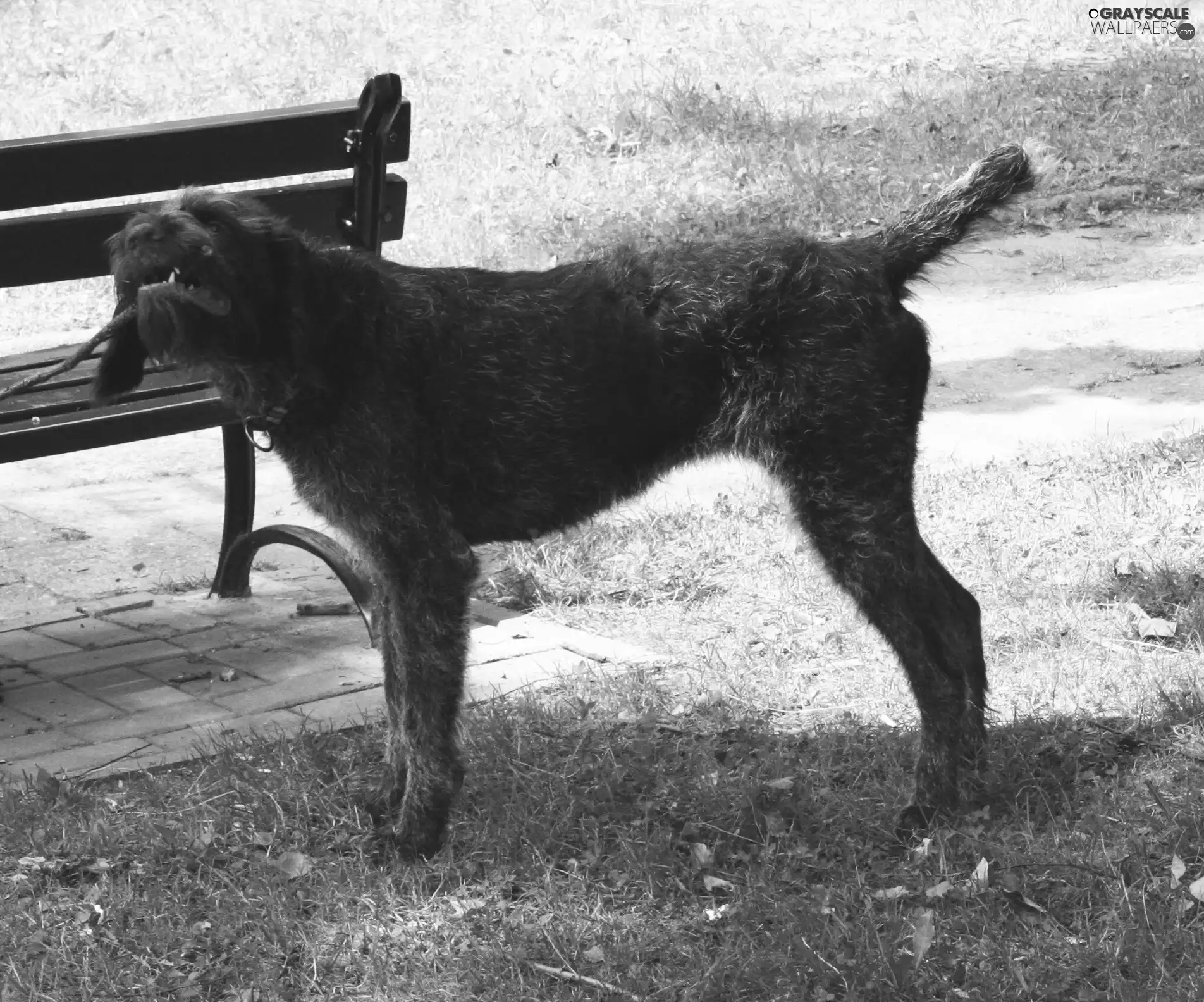 German Wirehaired Pointer, Bench, Stick, grass