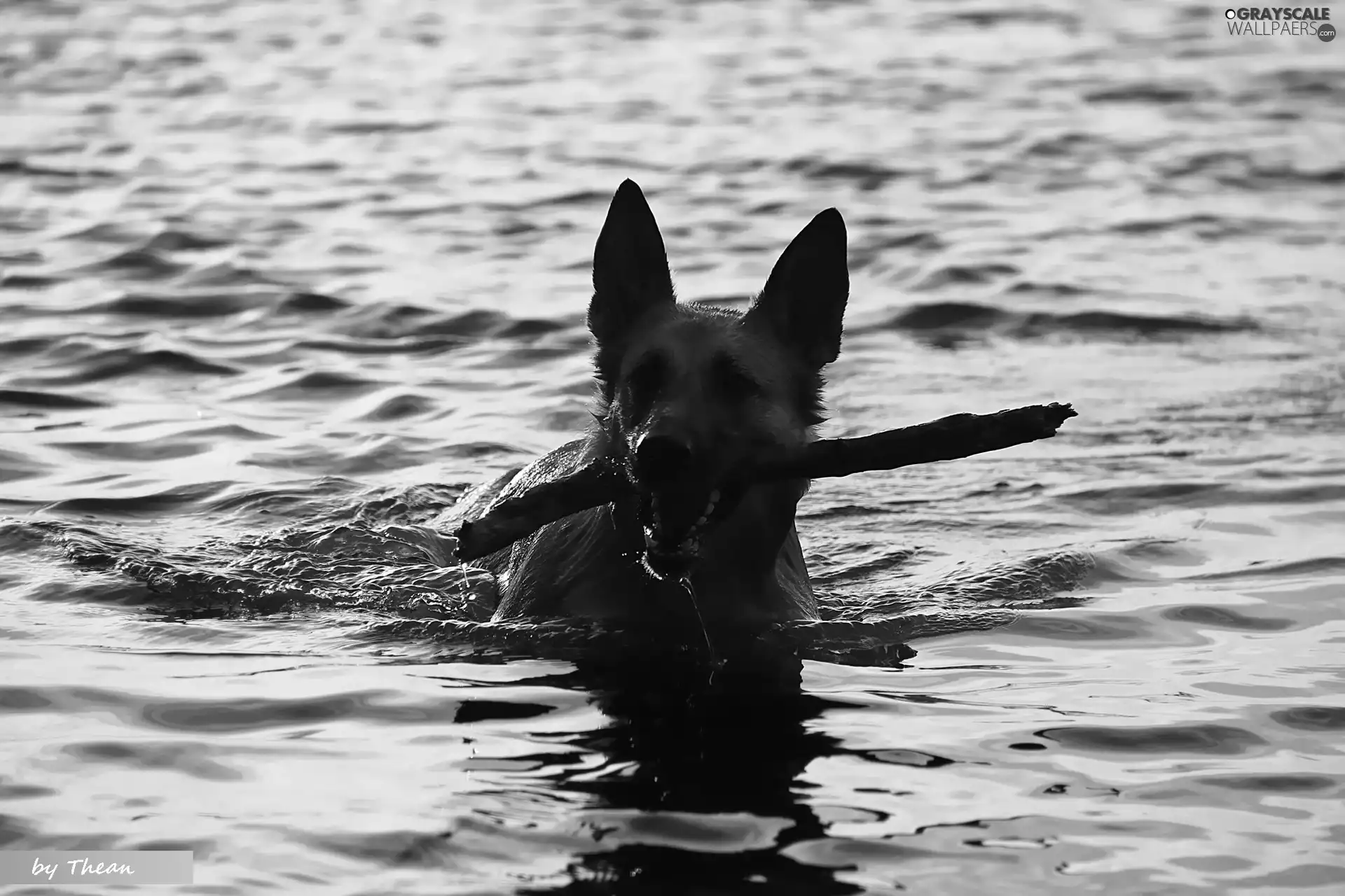 Stick, dog, water